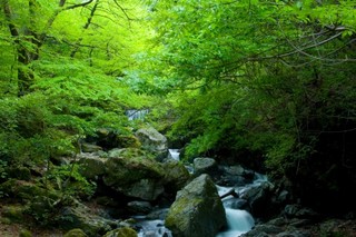 森林清流1